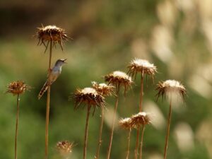 Photo of an acrocephalus warbler singing in Israel.