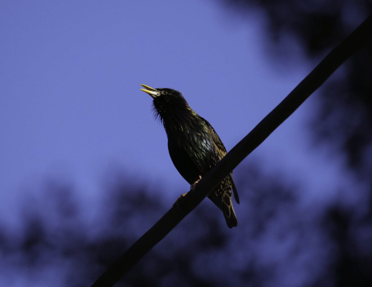 Photo of a European starling singing ing Christchurch, NZ.