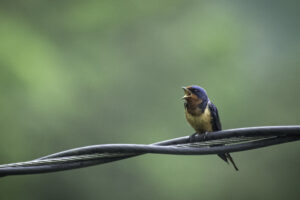Photo of a barn swallow singing in Nashville, TN.