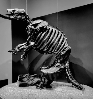 Giant ground sloth cast at the La Brea Tar Pits and Museum (DeSantis)