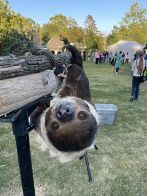 A sloth at the Nashville Zoo. Photo by Larisa DeSantis