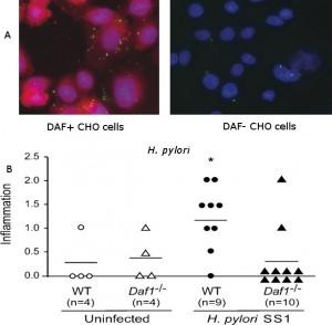 math 289 factor of Adhesins Helicobacter Identification Novel pylori that